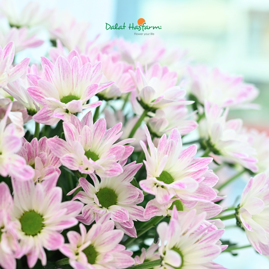Cúc Nhánh Hồng Tím Dalat Hasfarm - Gam Màu Chạm Cảm Xúc Thiết Kế