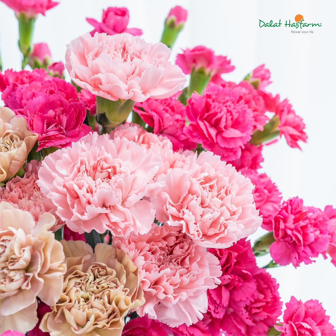 Vì Sao Nên Chọn Cẩm Chướng Cho Cửa Hàng Của Bạn?