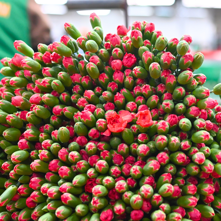 Kinh Doanh Hoa Bền Đẹp Gọi Tên Cẩm Chướng Dalat Hasfarm