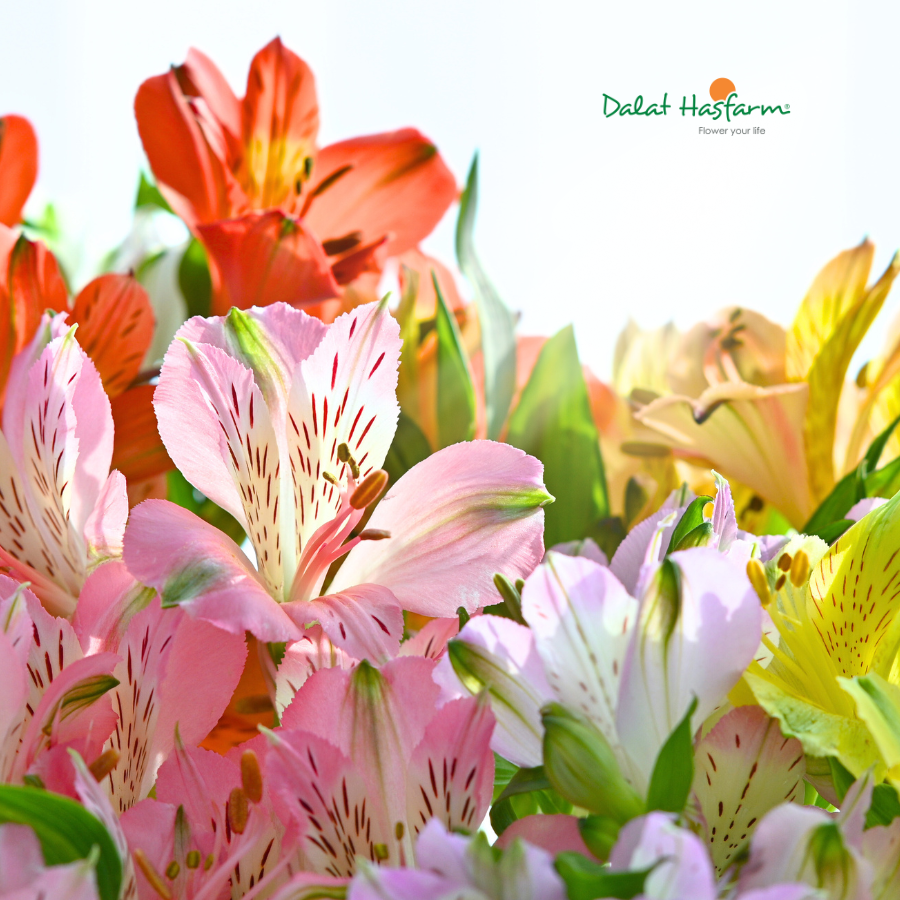 Đánh Thức Vẻ Đẹp Tinh Tế Với Sắc Hoa Thủy Tiên Dalat Hasfarm