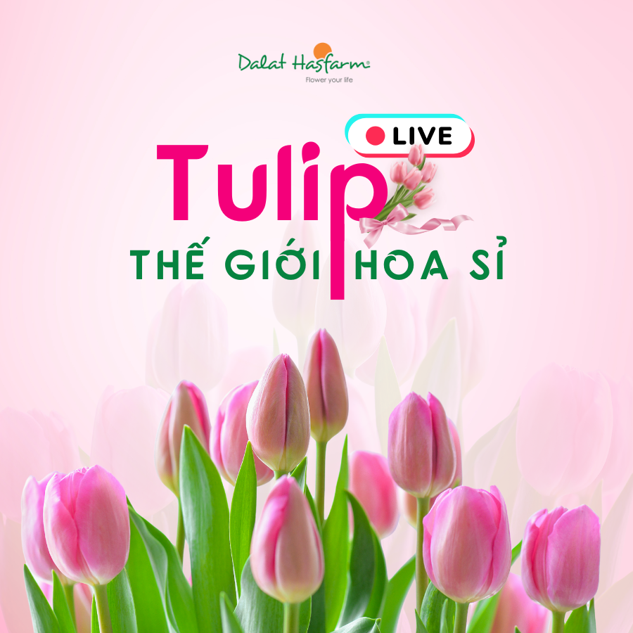 [LIVESTREAM] Sắc Hoa Tulip Cho Mùa Lễ Hội
