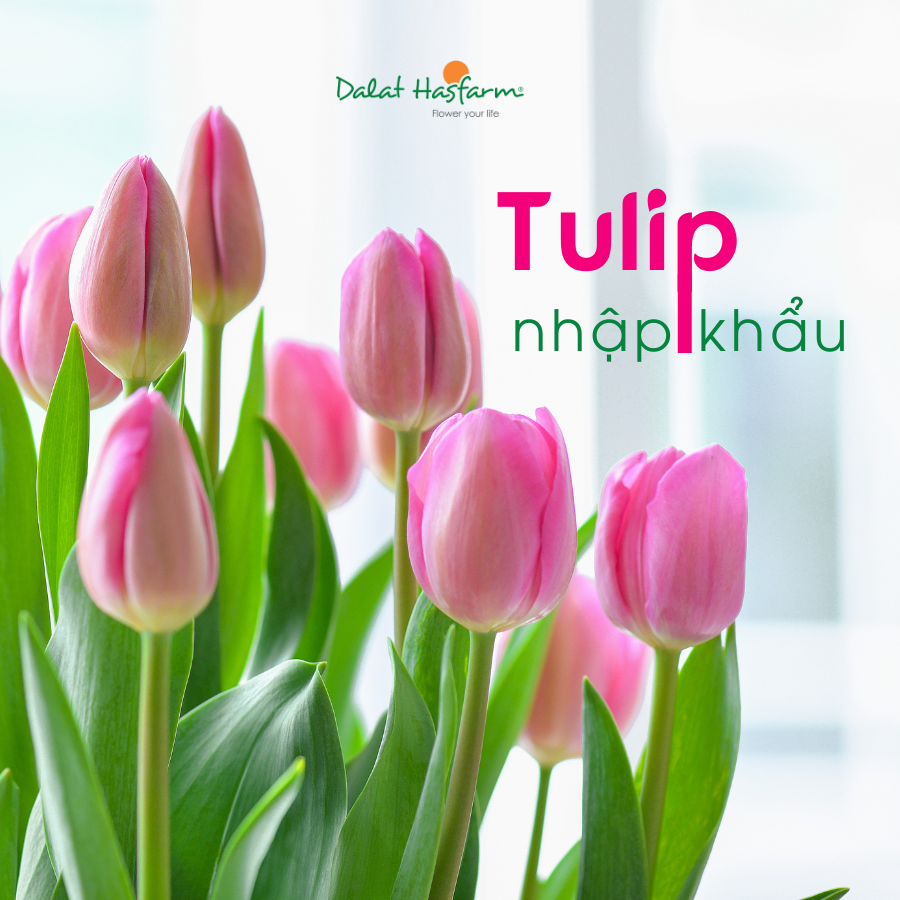 Tulip Nhập Khẩu Đã Về – Mùa Sắc Màu Bắt Đầu Rộn Ràng!